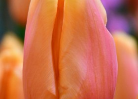 Tulipa Salmon Lalibela ® (3)